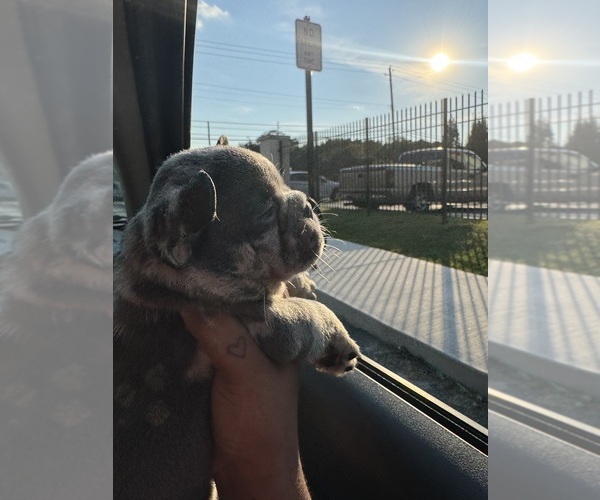 Medium Photo #18  Breeder Profile in ATLANTA, GA, USA
