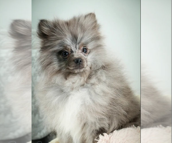 Medium Photo #1  Breeder Profile in SPRINGDALE, AR, USA