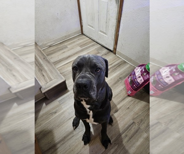 Medium Photo #1  Breeder Profile in ROSEBURG, OR, USA