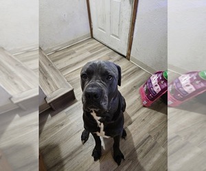 Cane Corso Dog Breeder near ROSEBURG, OR, USA