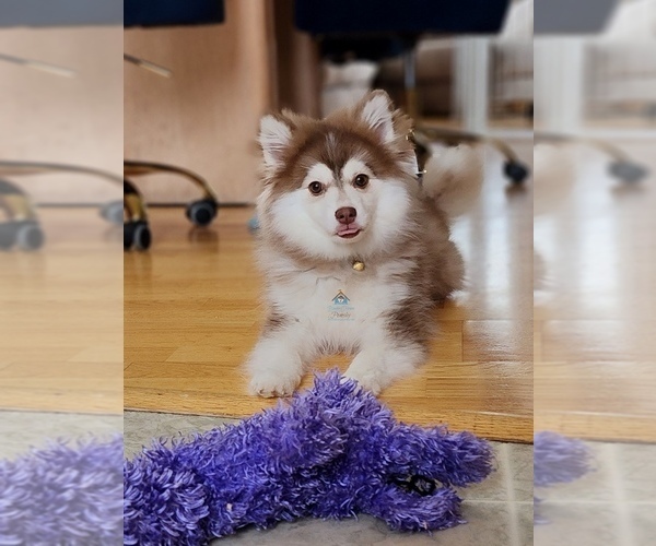 Medium Photo #54  Breeder Profile in BURNS TOWNSHIP, MN, USA