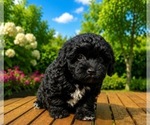 Small #2 Breeder Profile image