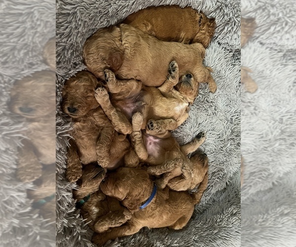 Medium Photo #1  Breeder Profile in ELIZABETHTON, TN, USA