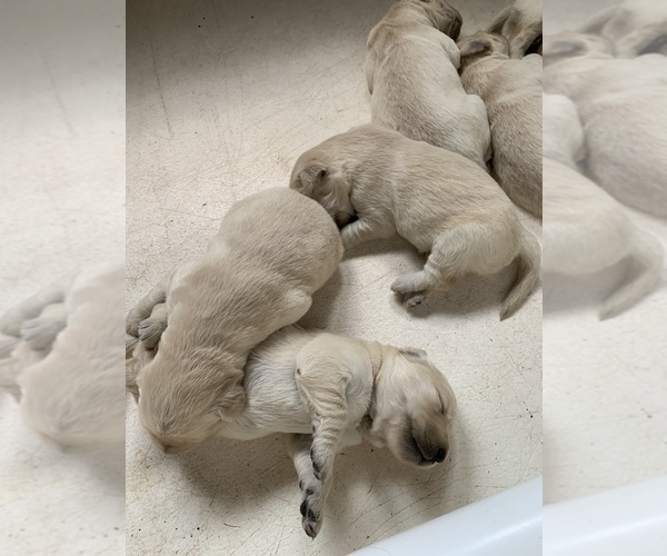 Medium Photo #14  Breeder Profile in LAKE GEORGE, NY, USA
