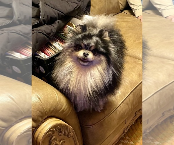 Medium Photo #1  Breeder Profile in DELTA JUNCTION, AK, USA