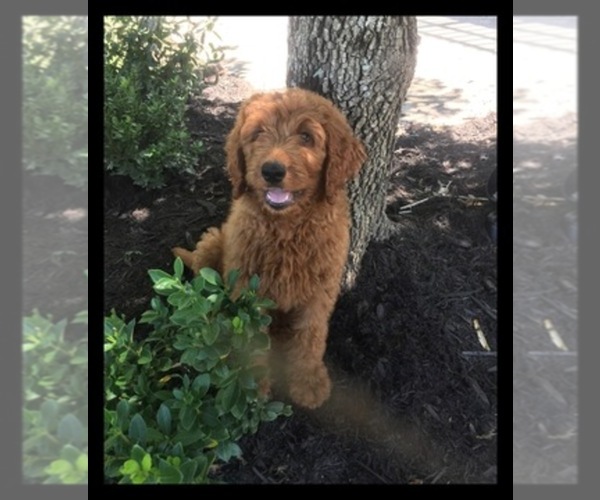 Medium Photo #1  Breeder Profile in KNOXVILLE, TN, USA
