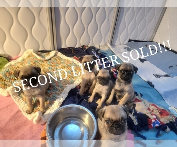 Medium Photo #1  Breeder Profile in CINCINNATI, OH, USA
