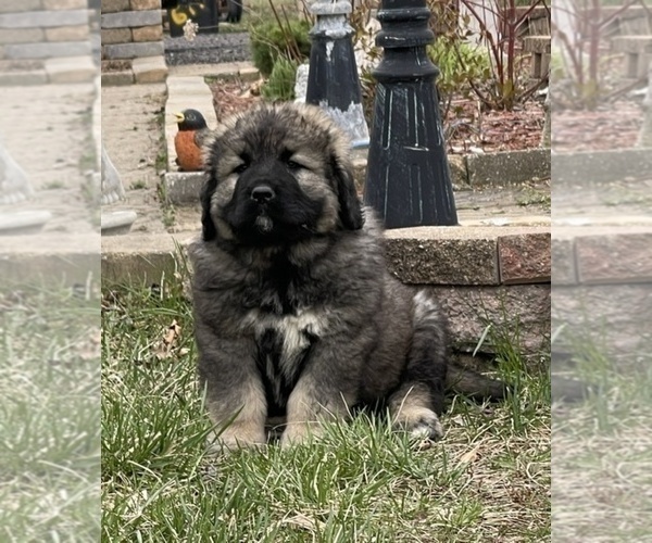 Medium Photo #56  Breeder Profile in TWINING, MI, USA