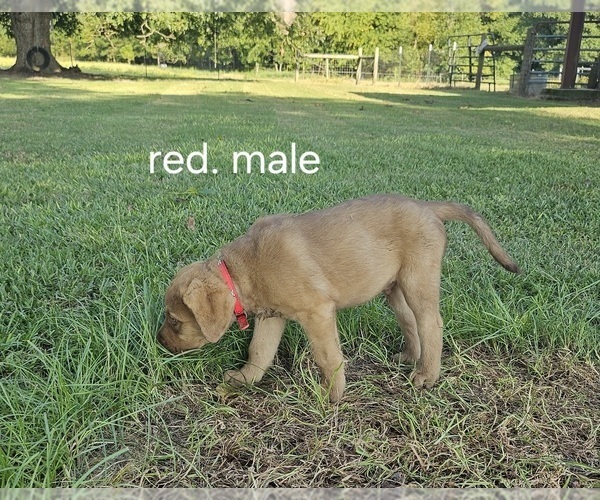 Medium Photo #5  Breeder Profile in Cordele, GA, USA