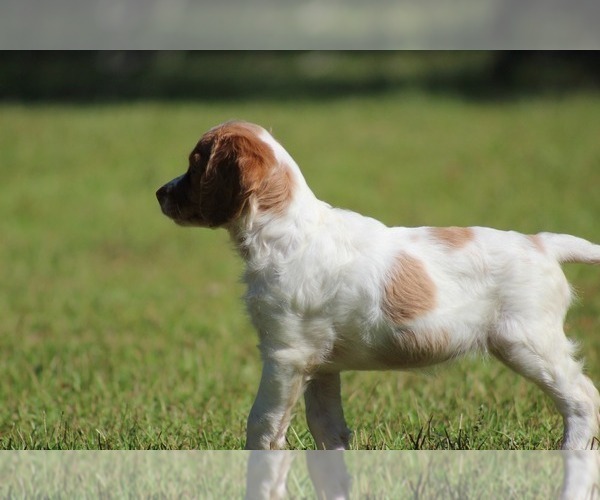 Medium Photo #33  Breeder Profile in HORTENSE, GA, USA