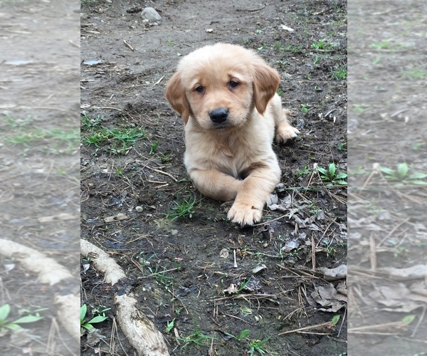 Medium Photo #52  Breeder Profile in LAKE GEORGE, NY, USA