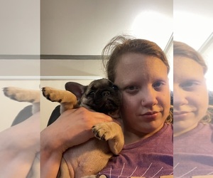 French Bulldog Dog Breeder near SAN FRANCISCO, CA, USA
