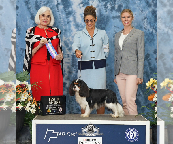 Medium Photo #2  Breeder Profile in MIAMI, FL, USA