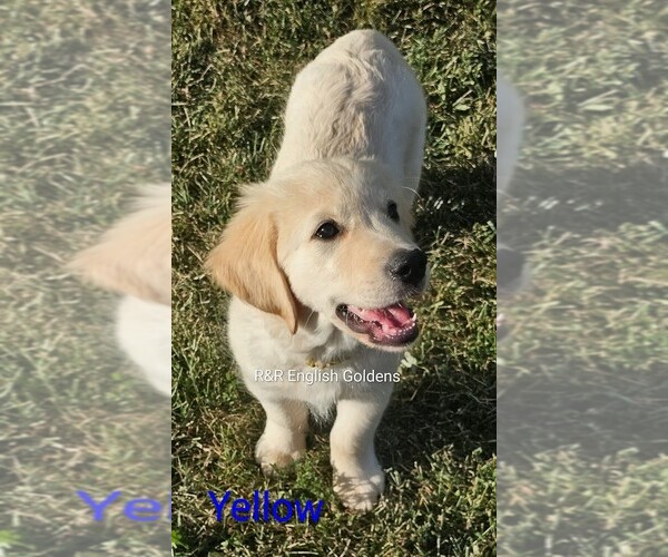 Medium Photo #4  Breeder Profile in BROWNSTOWN, MI, USA
