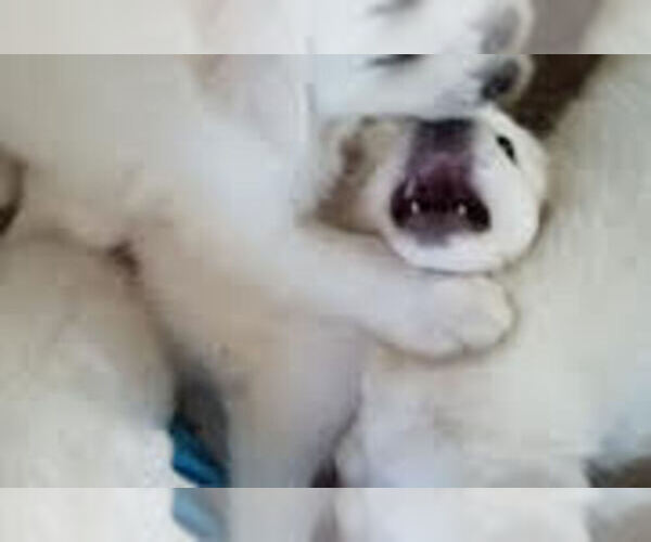 Medium Photo #1  Breeder Profile in ALLEN, OK, USA
