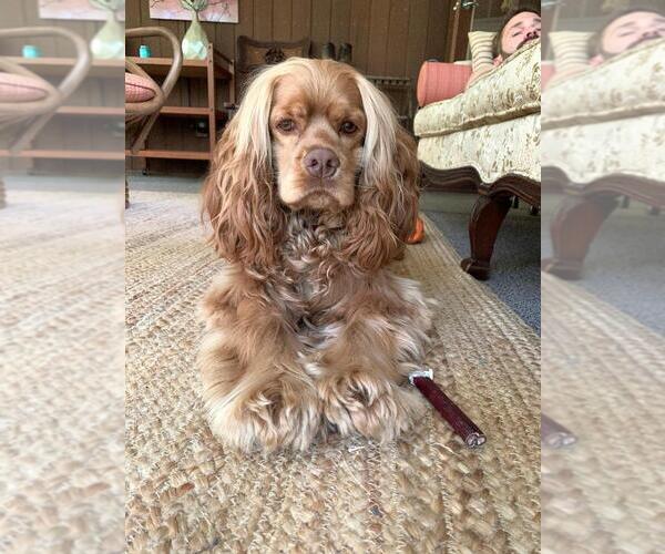 Medium Photo #61  Breeder Profile in Aylmer, Ontario, Canada