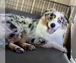 Small #30 Breeder Profile image