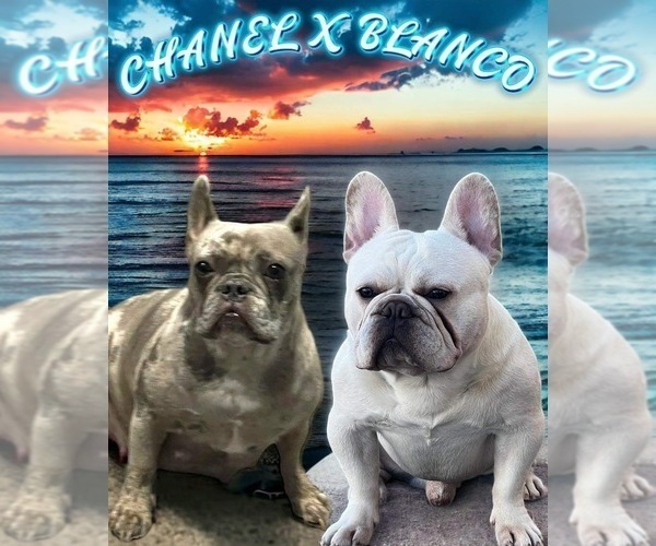 Medium Photo #1  Breeder Profile in HOMESTEAD, FL, USA