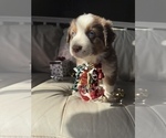 Small #33 Breeder Profile image