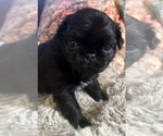 Small #8 Breeder Profile image