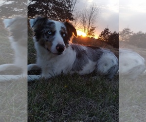 Border Collie Dog Breeder near BROOKFIELD, MO, USA