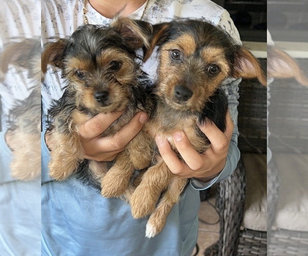 Medium Photo #1  Breeder Profile in LABELLE, FL, USA