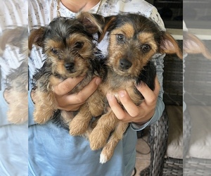 Yorkshire Terrier Dog Breeder near LABELLE, FL, USA