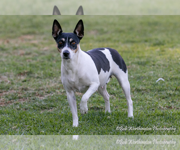 Medium Photo #1  Breeder Profile in PINE VALLEY, CA, USA