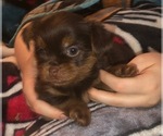 Small #33 Breeder Profile image