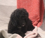 Small #39 Breeder Profile image