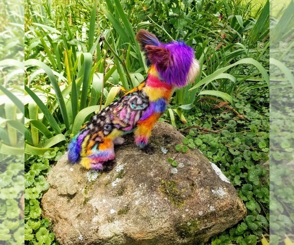 Medium Photo #1  Breeder Profile in DECATUR, GA, USA
