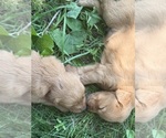 Small #29 Breeder Profile image