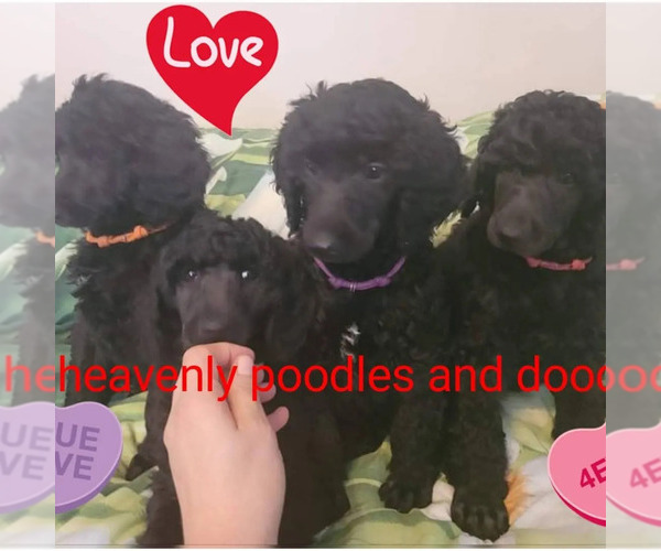 Medium Photo #1  Breeder Profile in DEL SUR, CA, USA