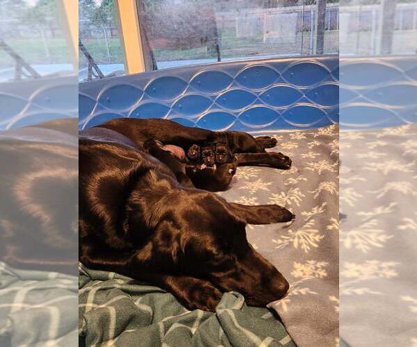 Medium Photo #1  Breeder Profile in REDDING, CA, USA