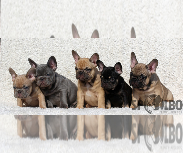 Medium Photo #4  Breeder Profile in Bratislava, Bratislavsky, Slovakia