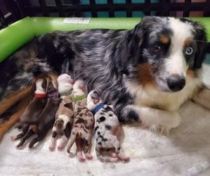 Miniature Australian Shepherd Dog Breeder near DENTON, TX, USA