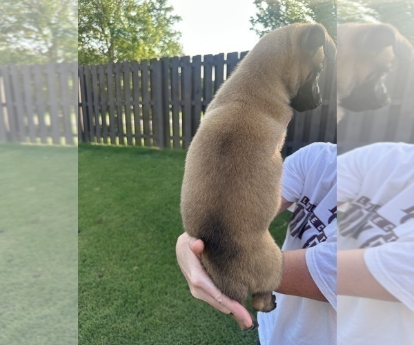 Medium Photo #19  Breeder Profile in ATHENS, AL, USA