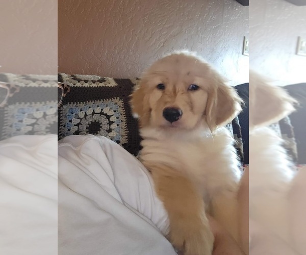 Medium Photo #17  Breeder Profile in LAS CRUCES, NM, USA