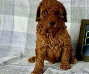 Cock-A-Poo-Poodle (Miniature) Mix Dog Breeder near EAST EARL, PA, USA