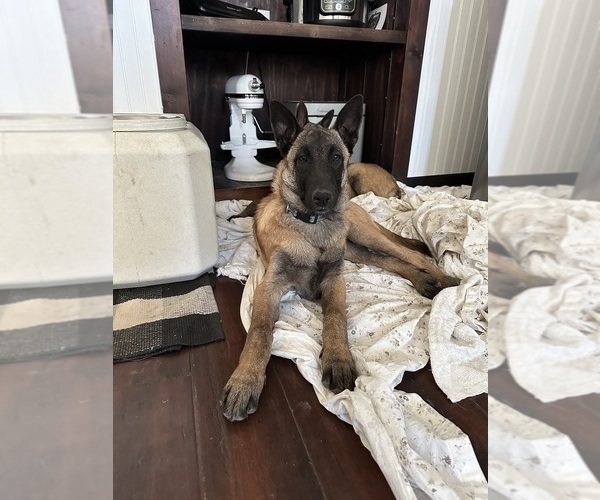 Medium Photo #24  Breeder Profile in WILLIAMS, CA, USA