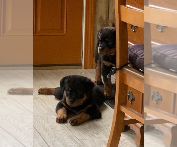 Medium Photo #3  Breeder Profile in ASSONET, MA, USA