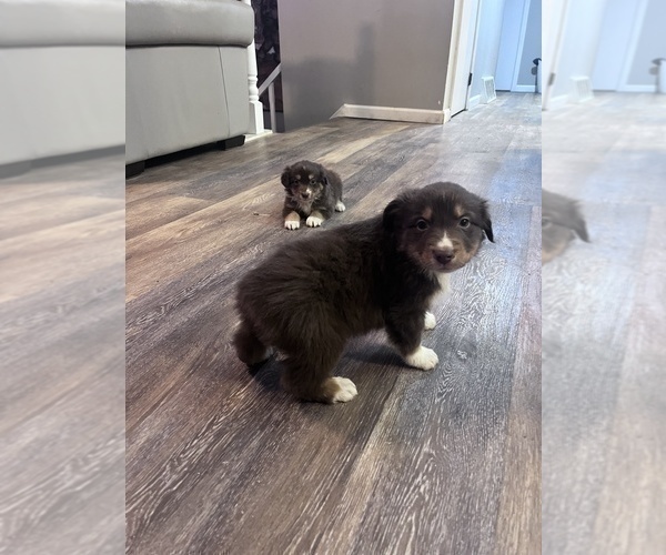 Medium Photo #54  Breeder Profile in HARRISON, OH, USA