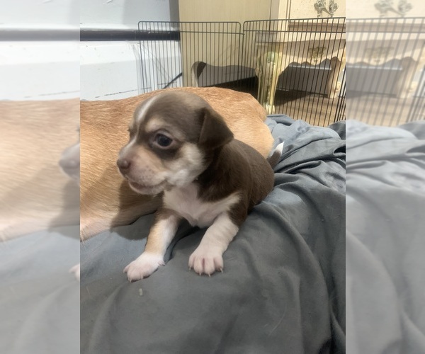 Medium Photo #10  Breeder Profile in NORTH PROVIDENCE, RI, USA