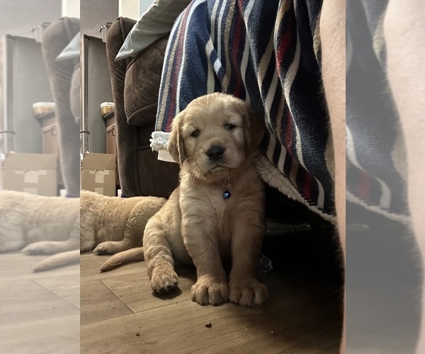 Medium Photo #1  Breeder Profile in INDIANAPOLIS, IN, USA