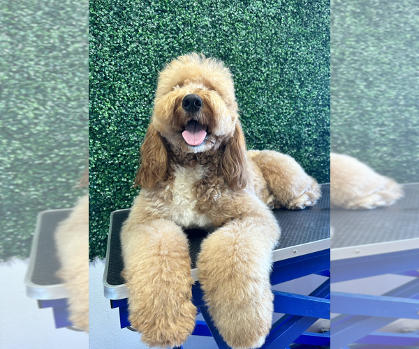 Medium Photo #14  Breeder Profile in DALY CITY, CA, USA