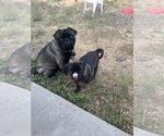 Small #26 Breeder Profile image