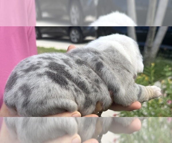 Medium Photo #12  Breeder Profile in LEHIGH ACRES, FL, USA