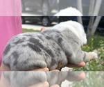 Small #11 Breeder Profile image