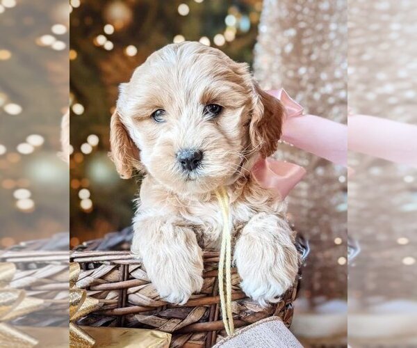 Medium Photo #2  Breeder Profile in MIDDLETOWN, VA, USA