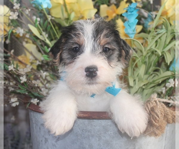 Medium Photo #1  Breeder Profile in ANTLERS, OK, USA